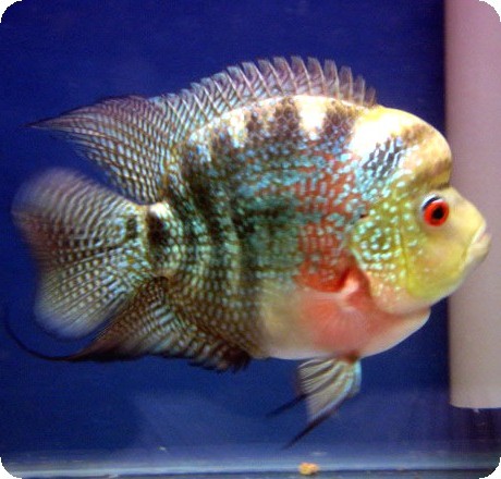 Flowerhorn - Kamfamalau Jade Dragon - 3-4 inch Flowerhorn - Kamfamalau Jade Dragon - 3-4 inch